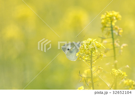 菜の花畑の蝶2 32652104