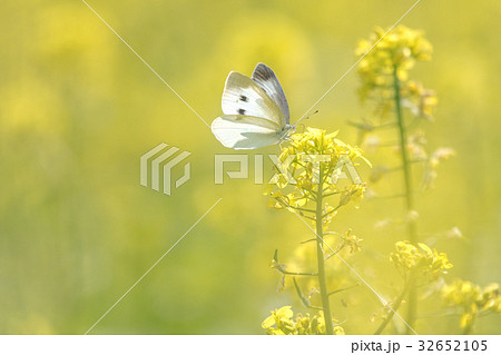 菜の花畑の蝶3 32652105