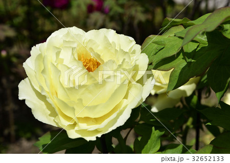 本満寺　牡丹 32652133