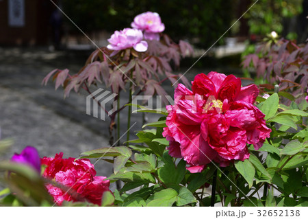 本満寺 牡丹 本満寺 牡丹 32652138