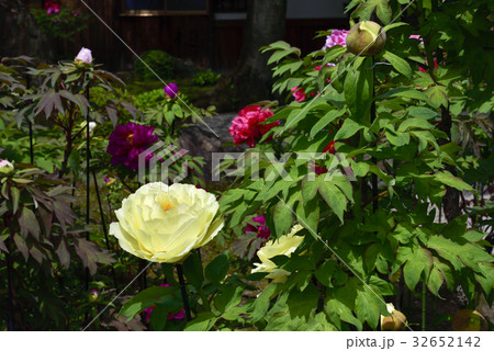 本満寺 牡丹 本満寺 牡丹 32652142