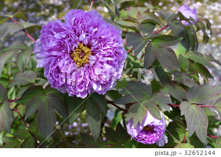 本満寺 牡丹 本満寺 牡丹 32652144