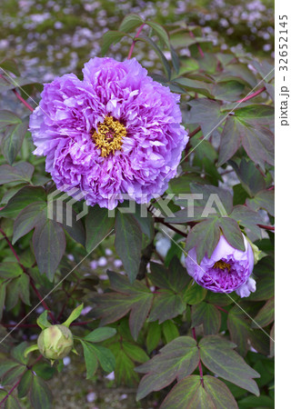 本満寺　牡丹 32652145