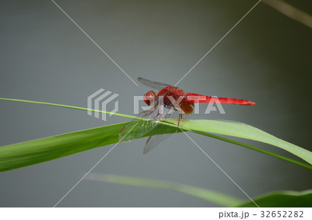ナツアカネ・夏茜のオス ナツアカネ・夏茜のオス 32652282