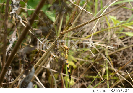 ナツアカネ・夏茜のメス 32652284