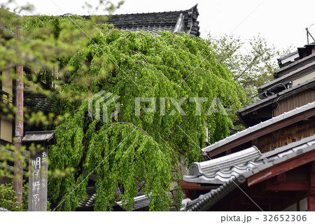 三寧坂　あけぼの亭　早咲きの糸桜 32652306