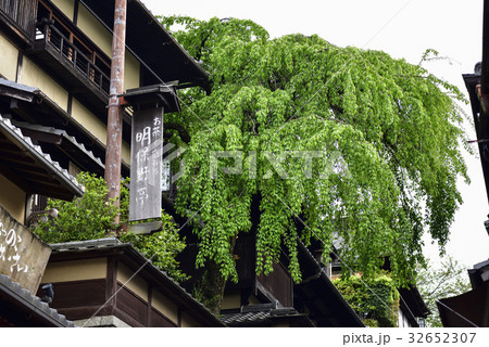 三寧坂　あけぼの亭　早咲きの糸桜 32652307