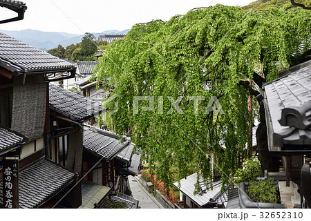 三寧坂　あけぼの亭　早咲きの糸桜 32652310