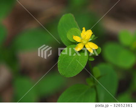 オトギリソウ オトギリソウ 32652361