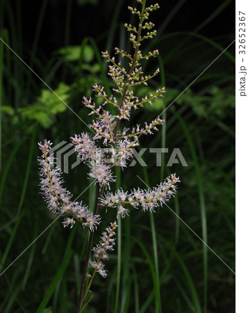 チダケサシ チダケサシ 32652367