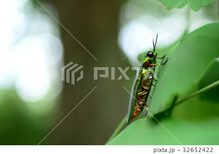 ヤマトタマムシ・大和玉虫の側面 32652422
