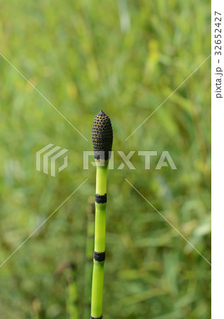 トクサ・砥草の花 32652427