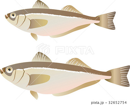 ハタハタ ハタハタ 32652754