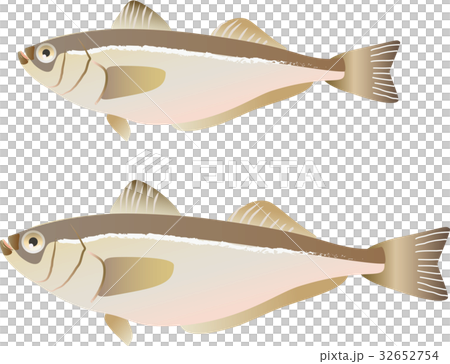 ハタハタ ハタハタ 32652754