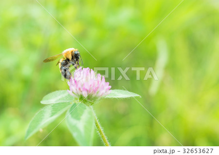蜂とアカツメクサ 蜂とアカツメクサ 32653627