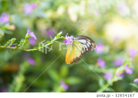 Batterfly in forest. 32654167