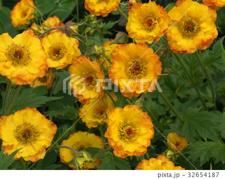 ゲウム 西洋大根草 の写真素材