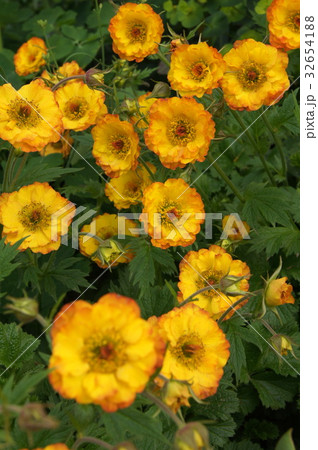 ゲウム(西洋大根草) ゲウム(西洋大根草) 32654188