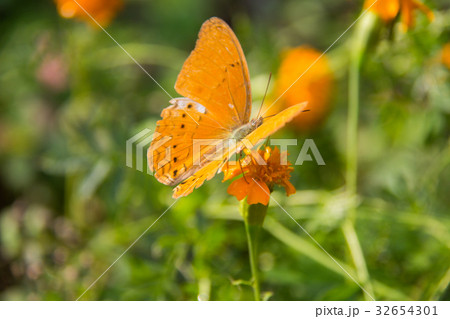 Butterfly on the green leaf. 32654301