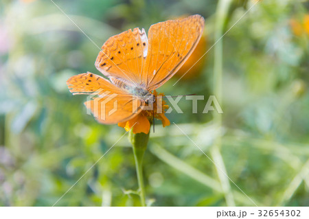 Soft focus Butterfly on flower. 32654302