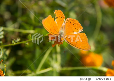 orange batterfly with flora. 32654303