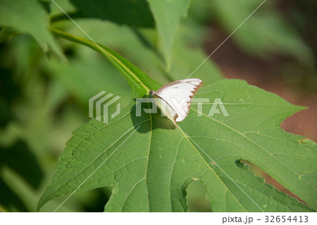 soft focus white batterfly color sit on leaf. 32654413
