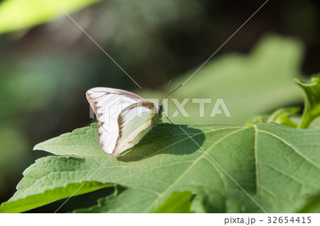 soft focus white batterfly color sit on leaf. 32654415
