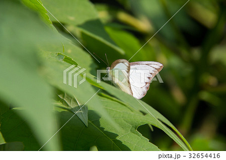 soft focus white batterfly color sit on leaf. 32654416