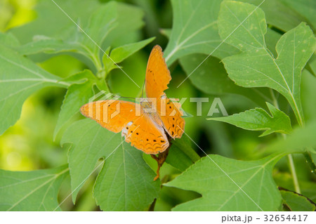 Orange batterfly color sit on leaf. 32654417