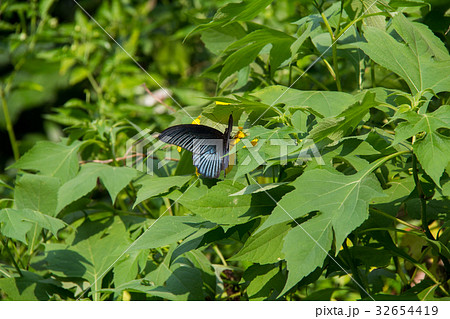 Black batterfly color sit on leaf.  32654419