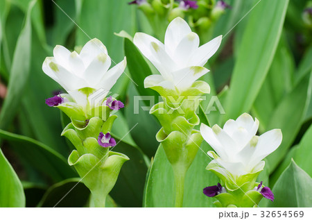 White curcuma flower,popular Thai flower  32654569