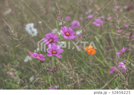 Wildflowers on a meadow Wildflowers on a meadow 32656225