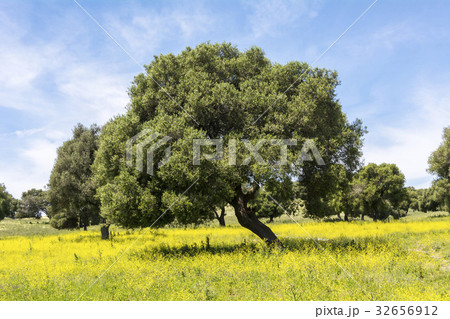 Olives in flowery field in Spring 32656912