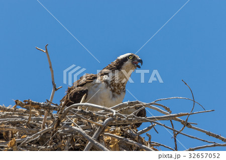 Osprey on Nest Osprey on Nest 32657052
