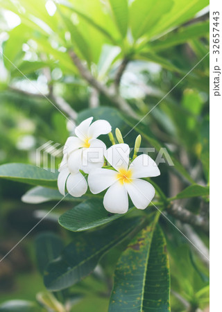 White Frangipani Tropical Flower Plumeria Blooming White Frangipani Tropical Flower Plumeria Blooming 32657443