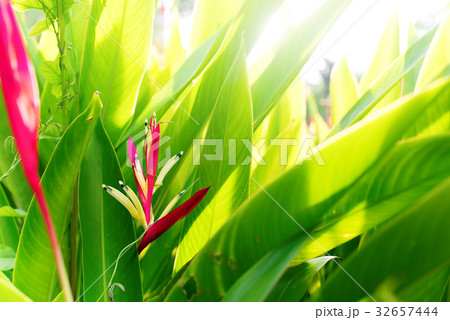 Colorfull Heliconia Flower Tropical Plant Summer 32657444