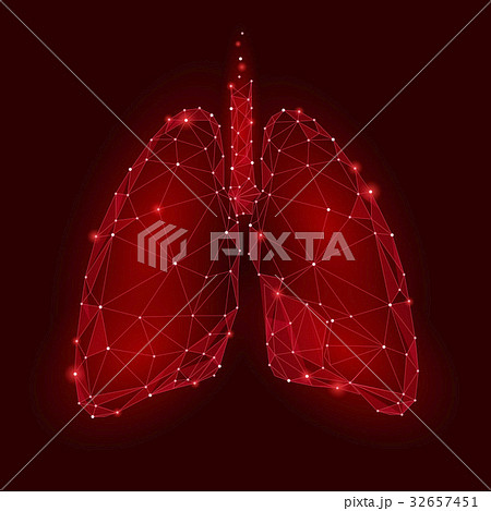 Human Internal Organ Lungs. Low Poly technology 32657451