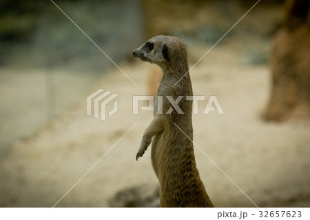 動物 動物学 哺乳類 32657623