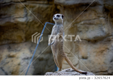 動物 動物学 哺乳類 32657624