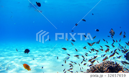 沖縄 渡嘉敷島の渡嘉志久ビーチ 水中写真 沖縄 渡嘉敷島の渡嘉志久ビーチ 水中写真 32657659