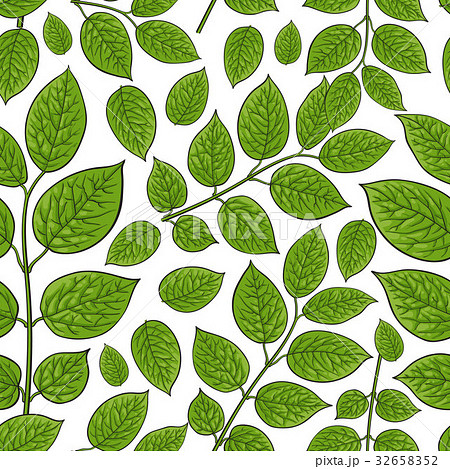 Seamless pattern of birch, honeysuckle leaves Seamless pattern of birch, honeysuckle leaves 32658352