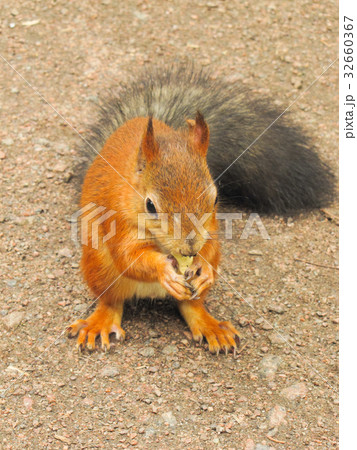 little red squirrel little red squirrel 32660367