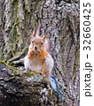squirrel on the tree 32660425
