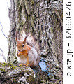 squirrel on the tree 32660426