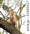 squirrel on the tree 32660427