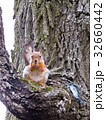 squirrel on the tree 32660442