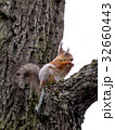 squirrel on the tree 32660443