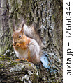squirrel on the tree 32660444
