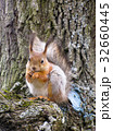 squirrel on the tree 32660445
