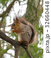 squirrel on the tree 32660448